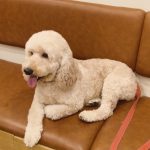 Dr. Paws HRBR Layout | Veterinary Clinic