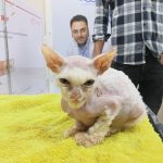 SKY VET ANIMAL CARE