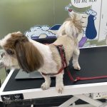 Zigly – Vet Clinic, Pet Grooming & Pet Products | HSR Layout