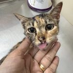 BTM VET clinic