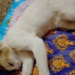 Life line dog clinic and pet care