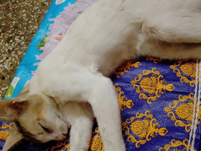 Life line dog clinic and pet care