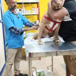 #108 PET CLINIC