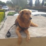 B.M.R PET CLINIC