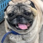 Bharadwaj’s pet care clinic