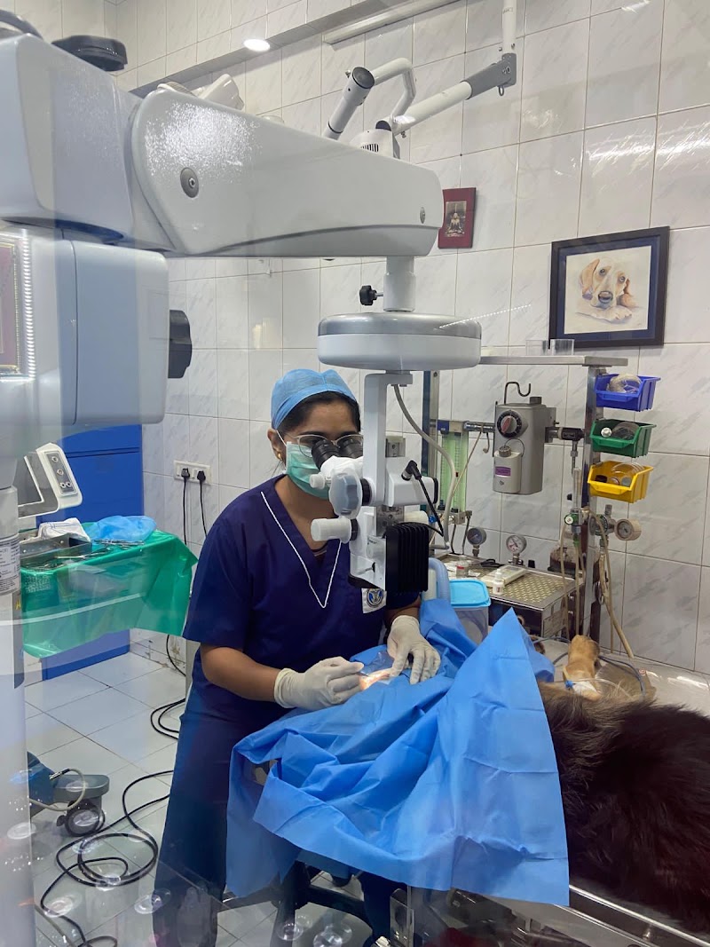 Vet 7 Ophthalmo – Comprehensive Eye Care & Surgical Centre for Pets