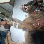 Dr. Sharma’s Pet Clinic