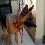 Pet Clinic
