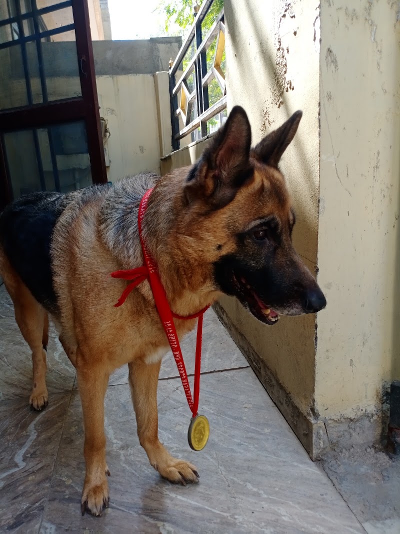 Pet Clinic