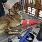 ALL PAWS VETERINARY CLINIC