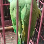 Vet Plus Pet Clinic