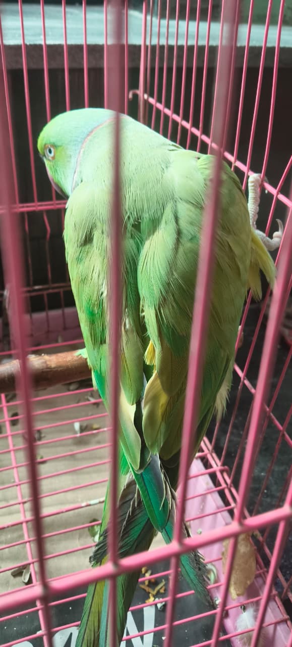 Vet Plus Pet Clinic
