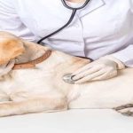 Pets Friendly Clinic -Your Family Vet