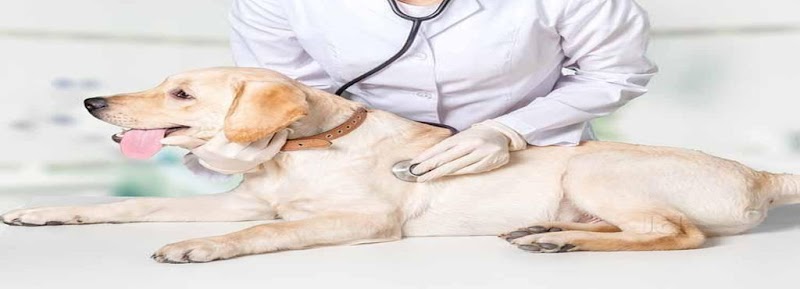 Pets Friendly Clinic -Your Family Vet