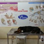 V-Care Pet Polyclinic
