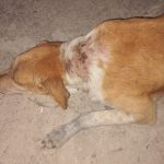 Facts animal treatment center