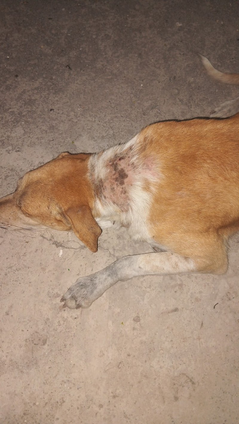 Facts animal treatment center
