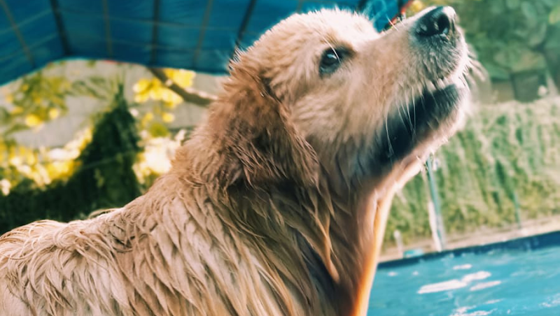 DCC Animal Hospital Grooming & Boarding