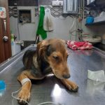 Dr. Karthik’s Pet Animal Clinic