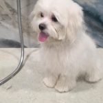 PAWSitive VETERINARY HOSPITAL