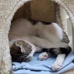 Dr Revathi’s Pet Clinic