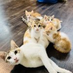 Dr. Mansi Mehta .. visiting veterinarian