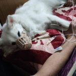 VetGo 24×7 Pet Doctor Home Service | Pet Vaccine | Pet clinic | Pet admit | Pet Ambulance | Bandra vet Home services
