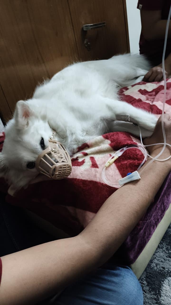 VetGo 24×7 Pet Doctor Home Service | Pet Vaccine | Pet clinic | Pet admit | Pet Ambulance | Bandra vet Home services