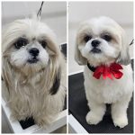 Pet gallery