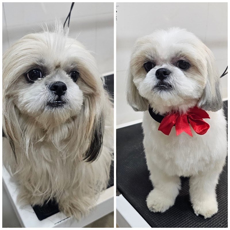 Pet gallery