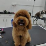 Papas Lifeline Veterinary Hospital & Pet Clinic – Banaswadi
