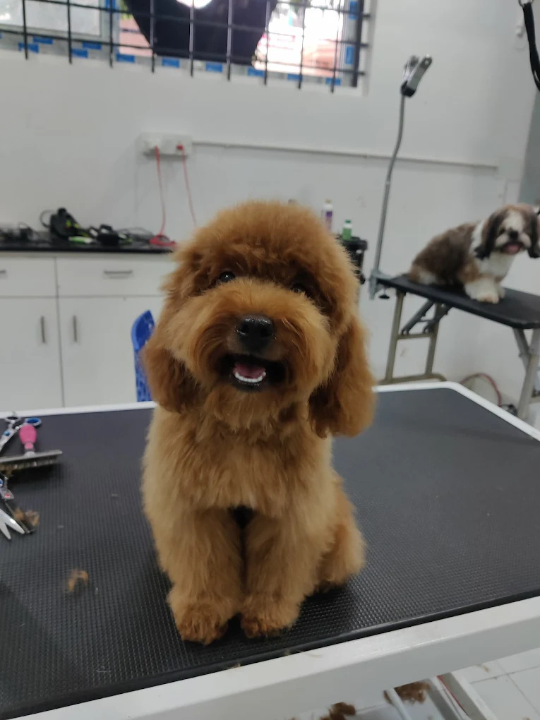 Papas Lifeline Veterinary Hospital & Pet Clinic – Banaswadi