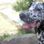 P.F.A Animal Care