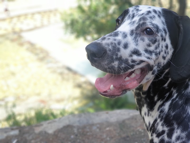 P.F.A Animal Care