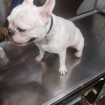 CURE & CARE PETS DOCTOR VETERNARY DOCTOR PET SHOP PET SALOON