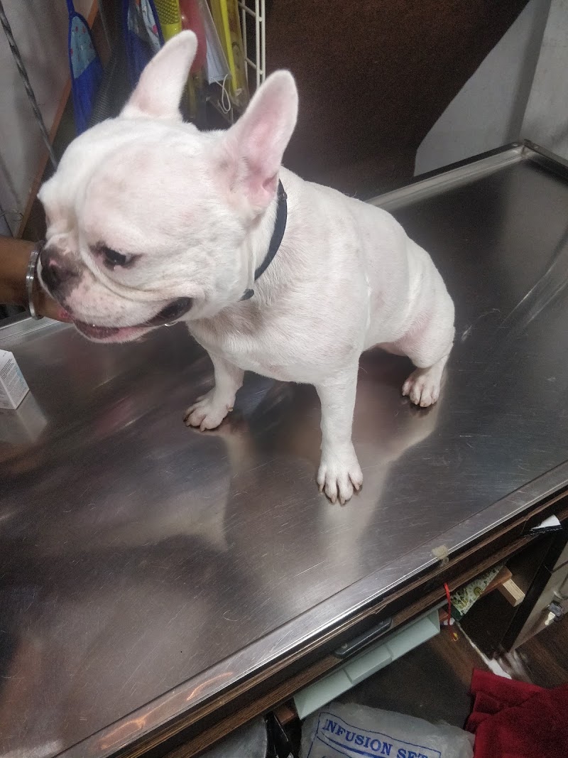 CURE & CARE PETS DOCTOR VETERNARY DOCTOR PET SHOP PET SALOON