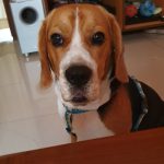 Dr Pethe’s Veterinary Clinic