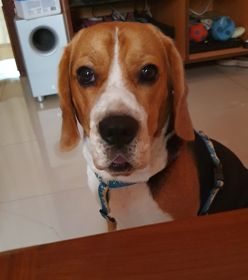 Dr Pethe’s Veterinary Clinic