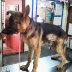 Prakruthi Vet Hospital