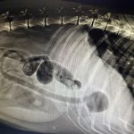 Shivaji Park Animal Clinic & Surgical Care Centre