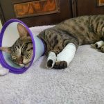 ELIF’S MULTI-SPECIALITY PET CLINIC