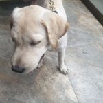 Dr. Onkar Pawaskar’s Petclinic @ Ghodbunder Road