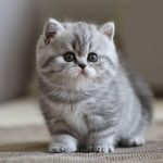 Positive Pet Clinic