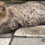 The Magical Paws Pet Clinic