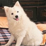 PET CLINIC SAGARPUR AVMC