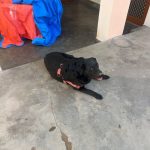 VetGo 24×7 Pet Doctor Home Service | Pet Vaccination | Pet Home Blood test Collect | Pet clinic | Borivali vet Home services