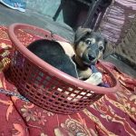 Animal Hospital Narela Road bawana