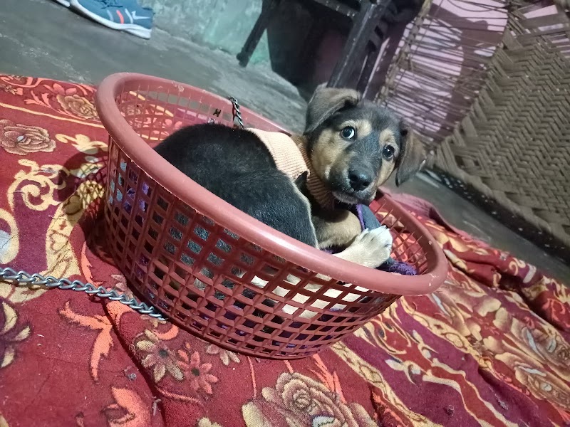 Animal Hospital Narela Road bawana