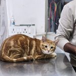 Pawrentz Vet Care