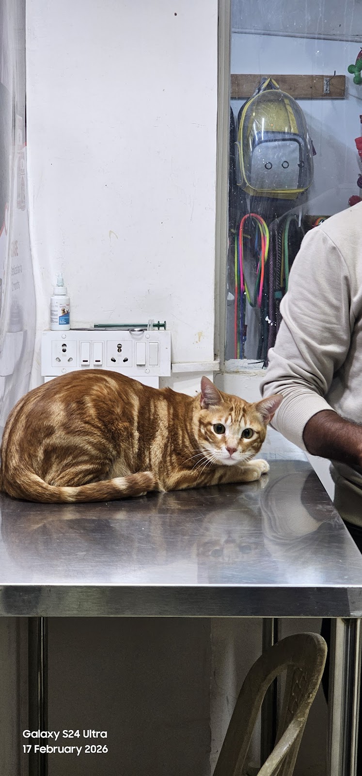 Pawrentz Vet Care